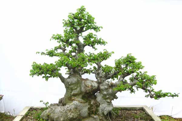 珍珠粉香蕉久久精品国产99国产精2020年，独特口感的热带诱惑，健康与美味的双重享受